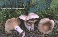 Calocybe gangraenosa-amf77